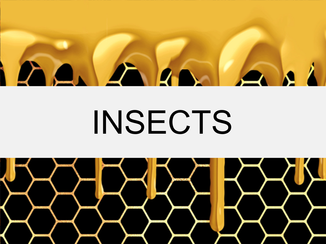 Insects